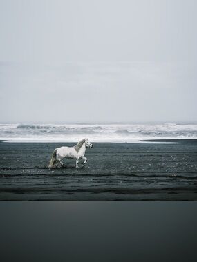 24x10 mounted wall art with Icelandic pony at black sands beach